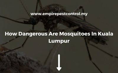 How Dangerous Are Mosquitoes In Kuala Lumpur