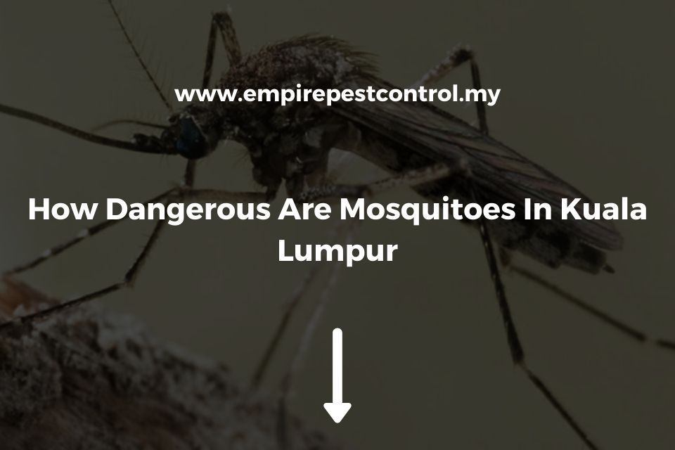 How Dangerous Are Mosquitoes In Kuala Lumpur