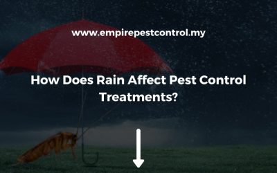 How Does Rain Affect Pest Control Treatments?