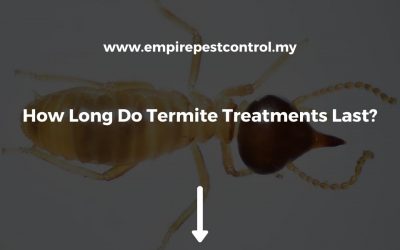 How Long Do Termite Treatments Last?