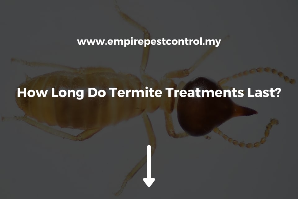 How Long Do Termite Treatments Last?