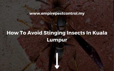 How To Avoid Stinging Insects In Kuala Lumpur