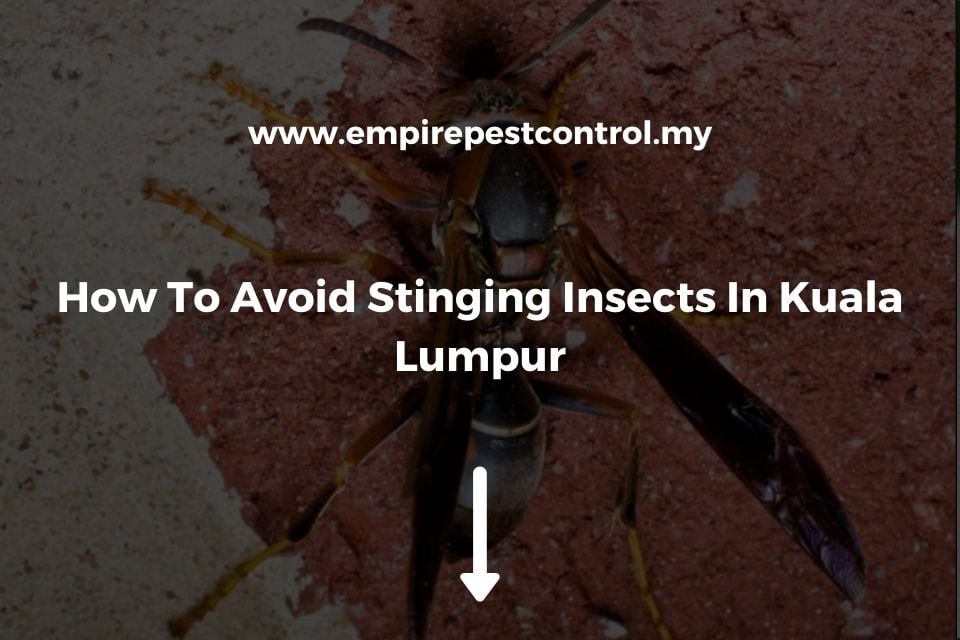 How To Avoid Stinging Insects In Kuala Lumpur