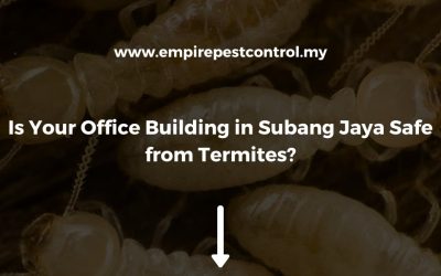 Is Your Office Building in Subang Jaya Safe from Termites?