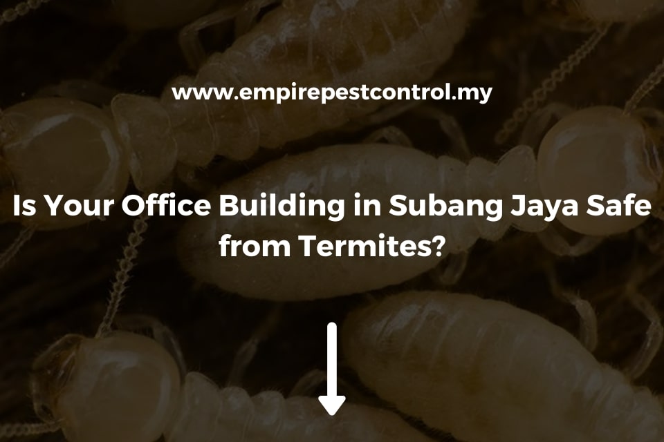 Is Your Office Building in Subang Jaya Safe from Termites