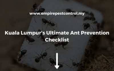 Kuala Lumpur’s Ultimate Ant Prevention Checklist