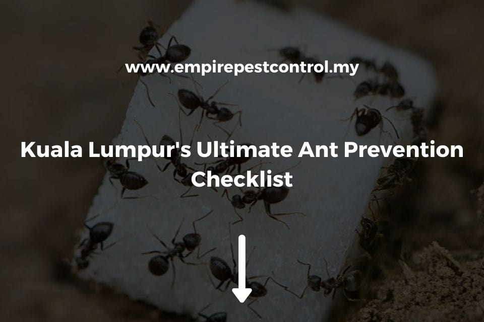 Kuala Lumpur's Ultimate Ant Prevention Checklist
