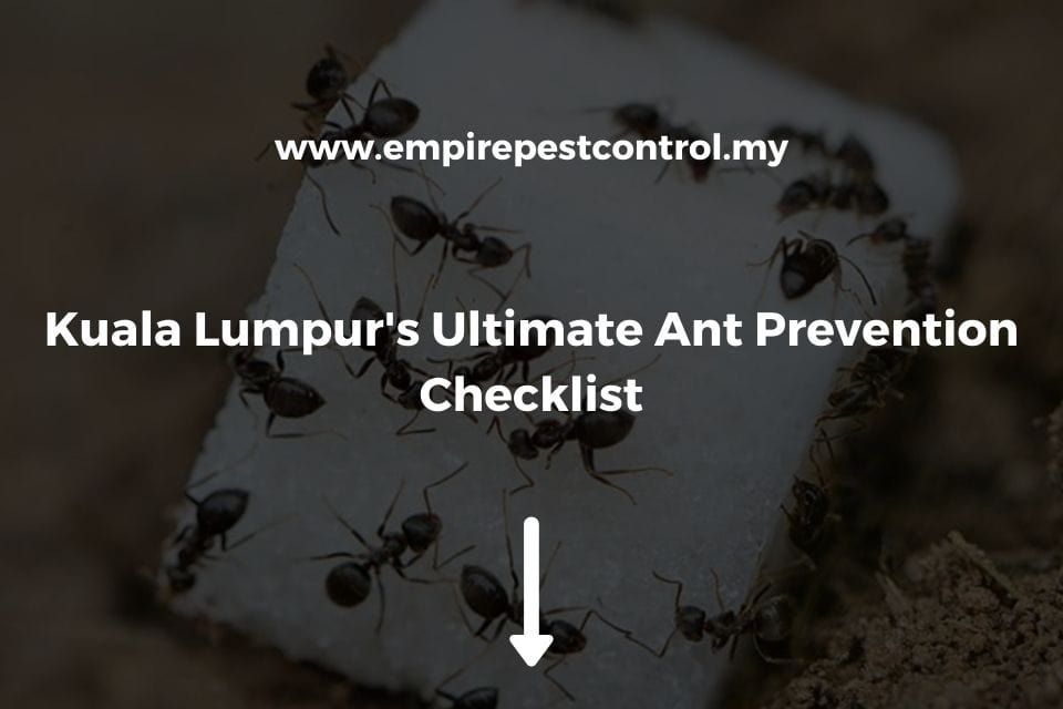 Kuala Lumpur’s Ultimate Ant Prevention Checklist