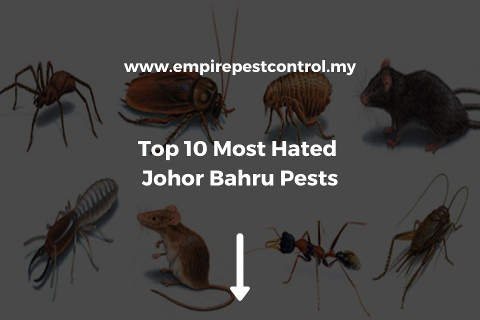 Top 10 Most Hated Johor Bahru Pests