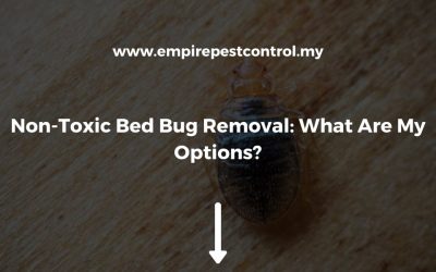 Non-Toxic Bed Bug Removal: What Are My Options?