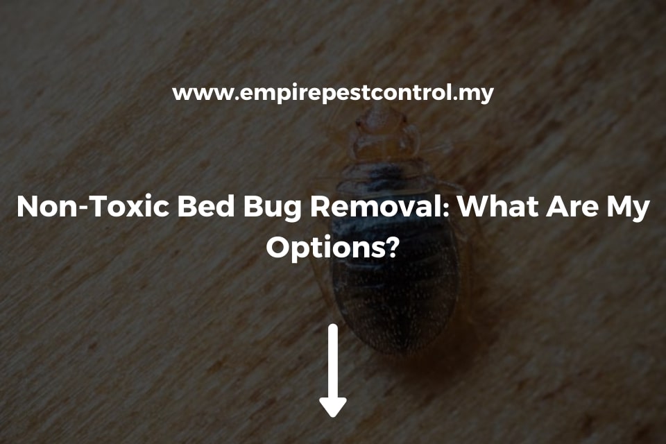 Non-Toxic Bed Bug Removal: What Are My Options?