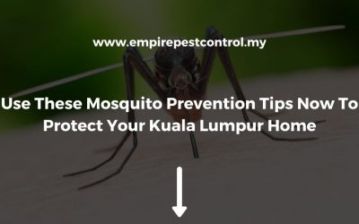 Use These Mosquito Prevention Tips Now To Protect Your Kuala Lumpur Home