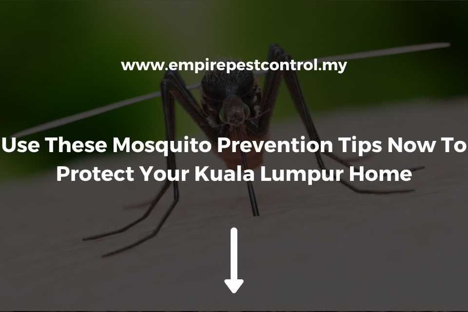 Use These Mosquito Prevention Tips Now To Protect Your Kuala Lumpur Home