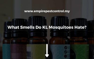 What Smells Do KL Mosquitoes Hate?