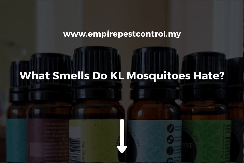 What Smells Do KL Mosquitoes Hate