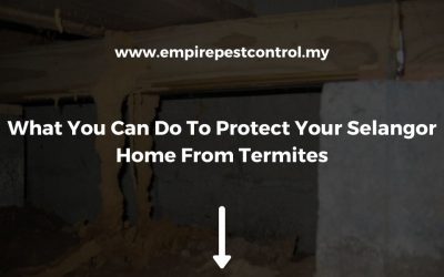 What You Can Do To Protect Your Selangor Home From Termites