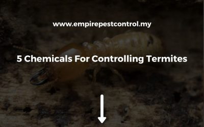 5 Chemicals For Controlling Termites