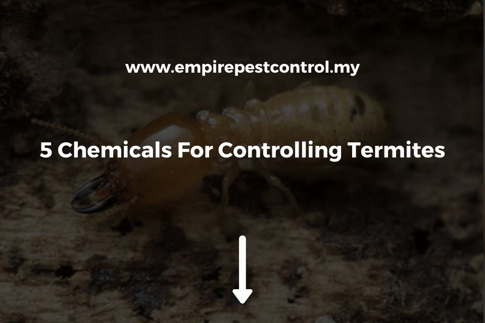 5 Chemicals For Controlling Termites