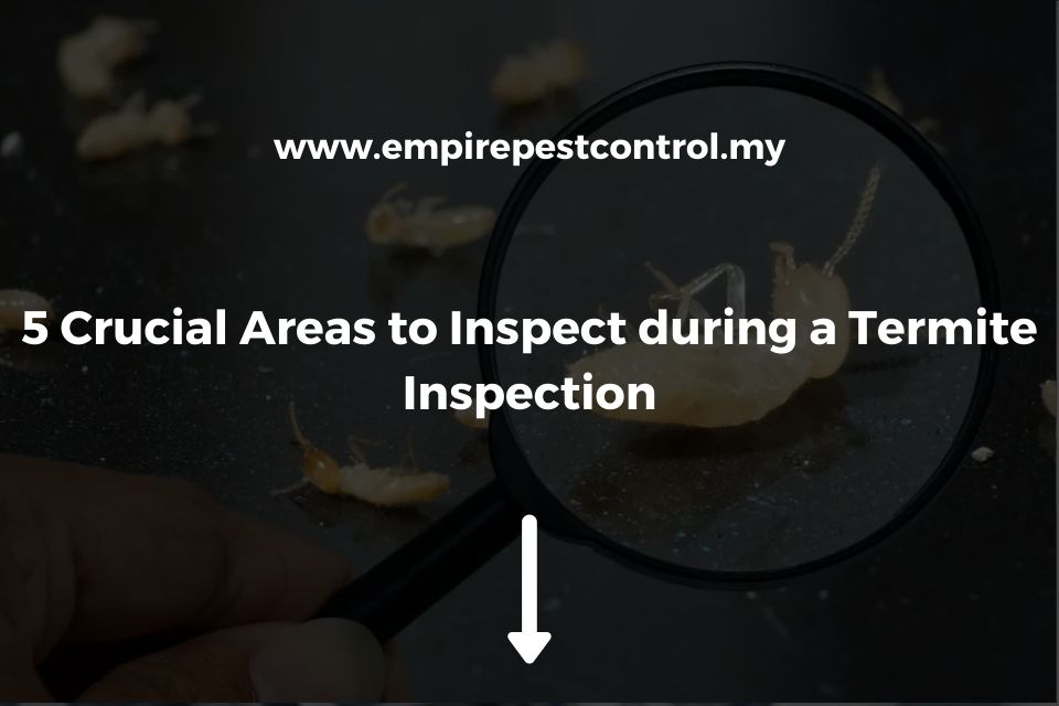 5 Crucial Areas to Inspect During a Termite Inspection