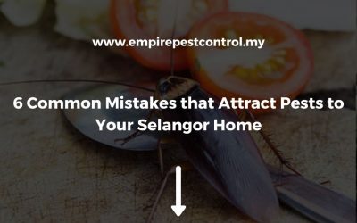 6 Common Mistakes that Attract Pests to Your Selangor Home