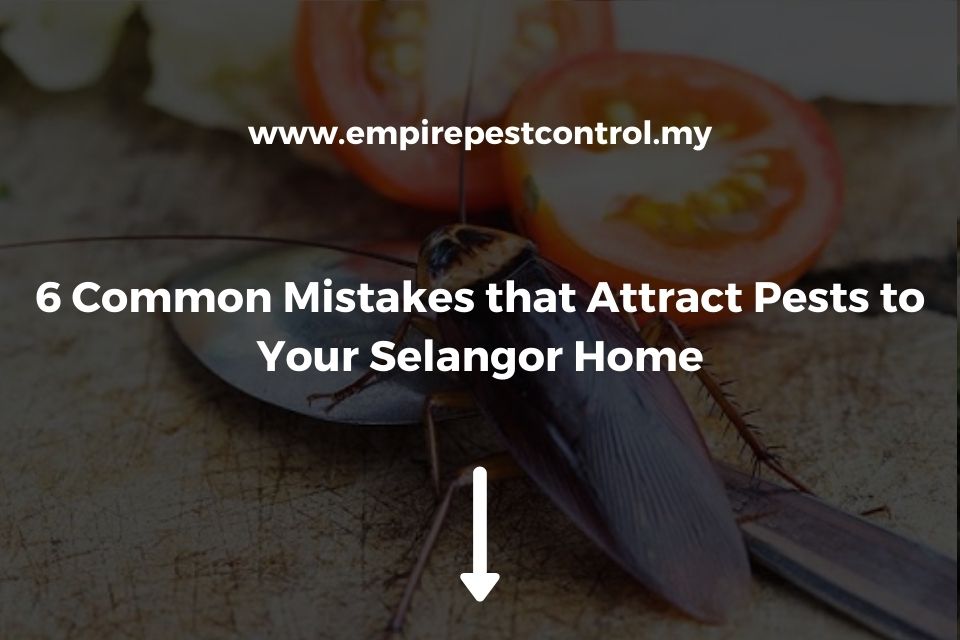 6 Common Mistakes that Attract Pests to Your Selangor Home