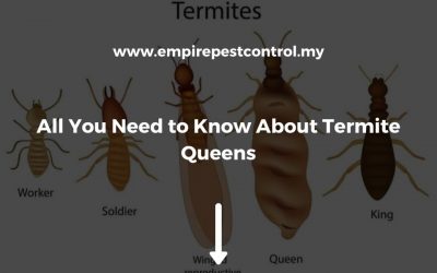 All You Need to Know about Termite Queens