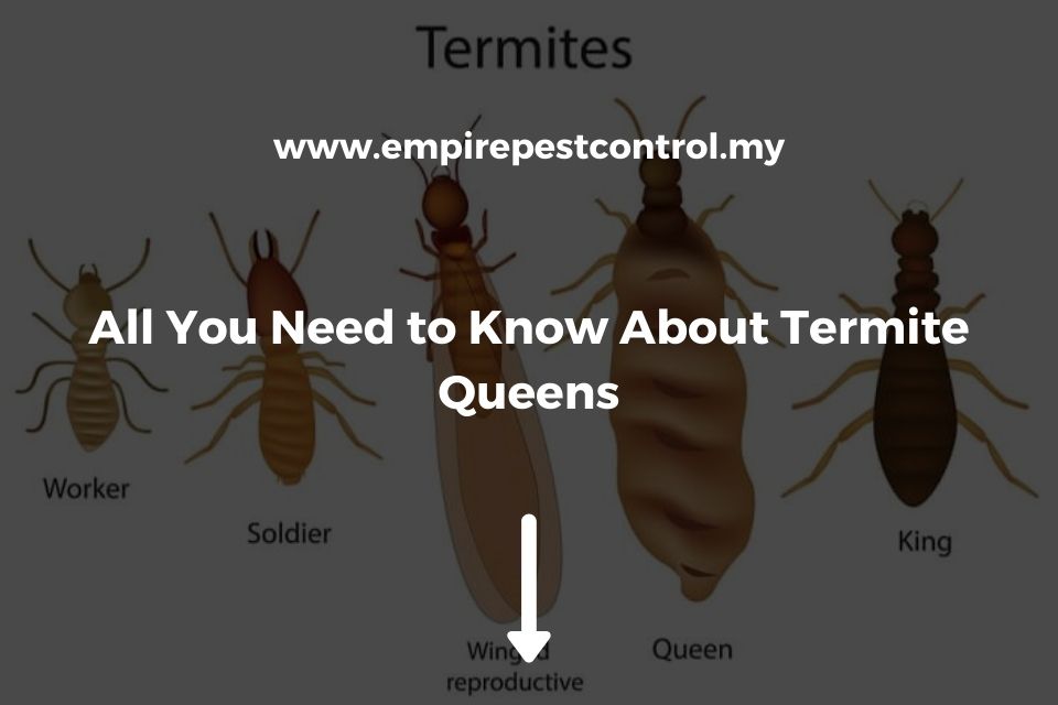All You Need to Know about Termite Queens