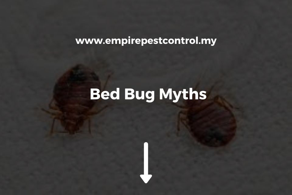 Bed Bug Myths