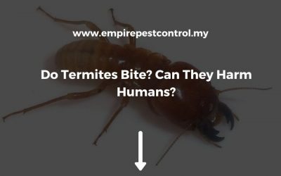 Do Termites Bite? Can They Harm Humans?