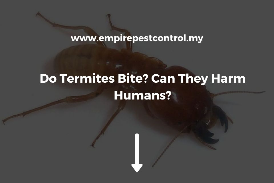 Do Termites Bite? Can They Harm Humans?