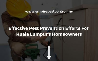 The 3 Most Effective Pest Prevention Efforts For Kuala Lumpur’s Homeowners