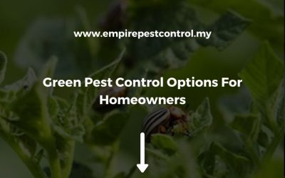 Green Pest Control Option For Homeowners 