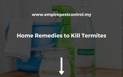 Home Remedies to Kill Termites