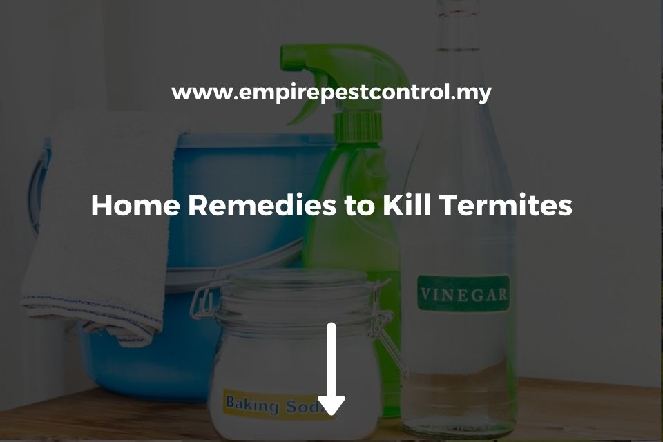 Home Remedies to Kill Termites