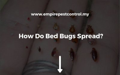 How Do Bed Bugs Spread?