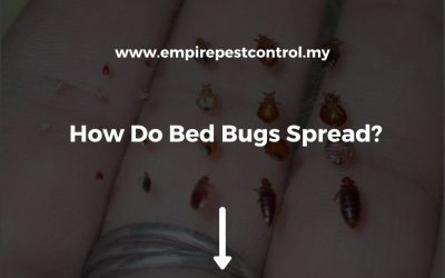How Do Bed Bugs Spread?