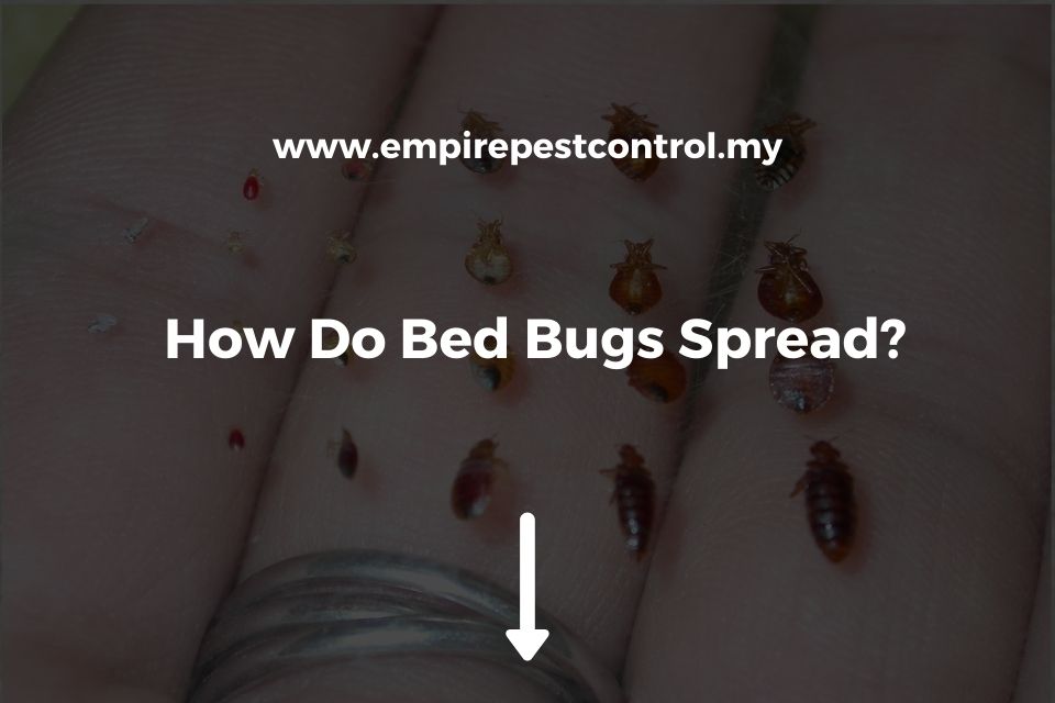 How Do Bed Bugs Spread?