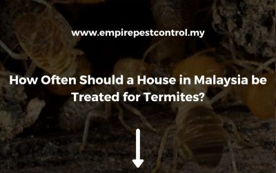 How Often Should a House in Malaysia be Treated for Termites?