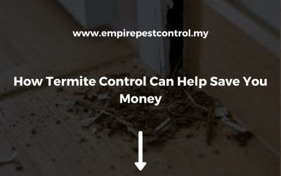 How Termite Control Can Help Save You Money
