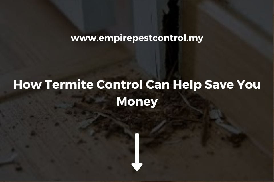 How Termite Control Can Help Save You Money