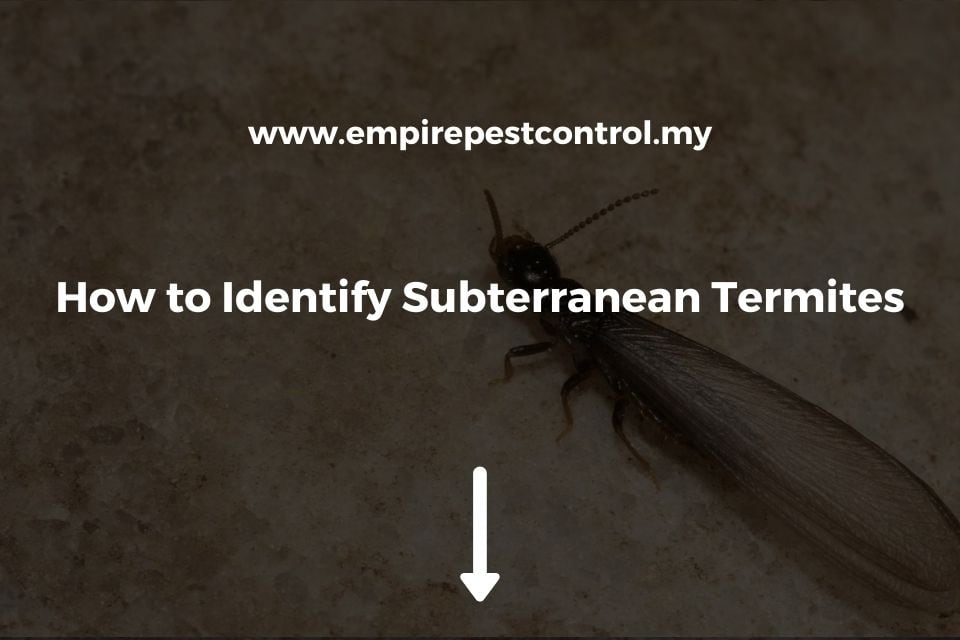 How To Identify Subterranean Termites