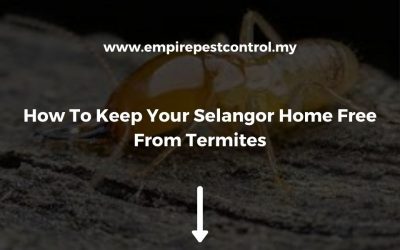 How To Keep Your Selangor Home Free From Termites