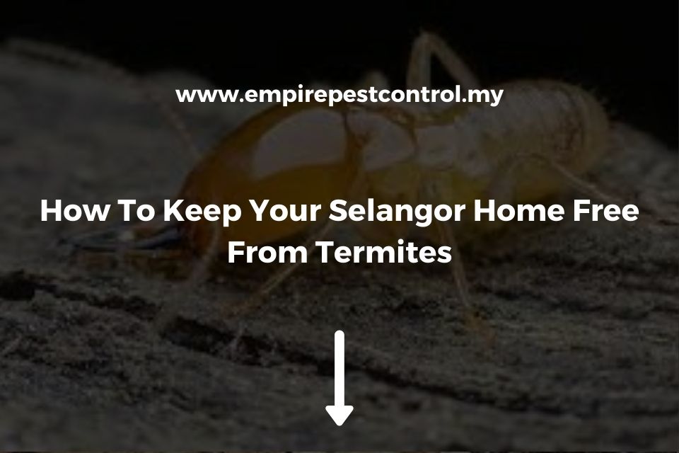 How To Keep Your Selangor Home Free From Termites