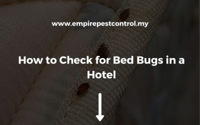 How to Check for Bed Bugs in a Hotel