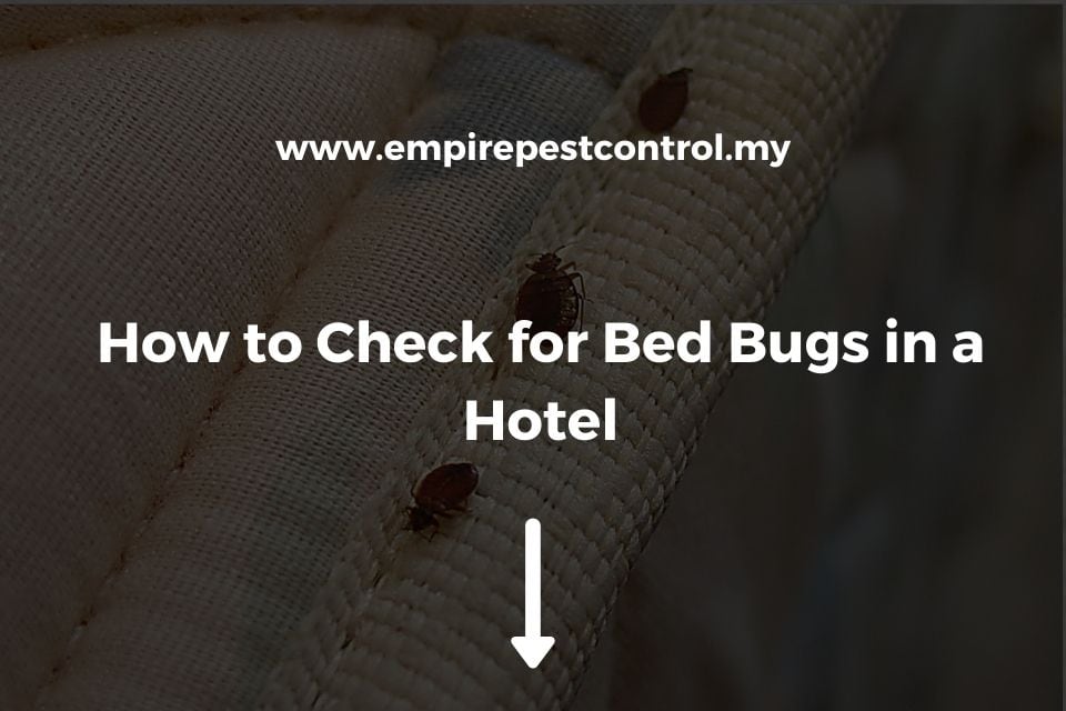 How to Check for Bed Bugs in a Hotel