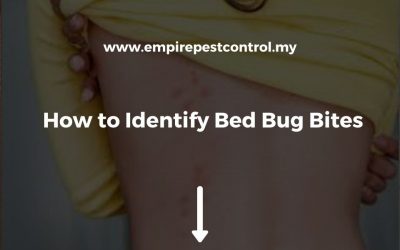 How to Identify Bed Bug Bites
