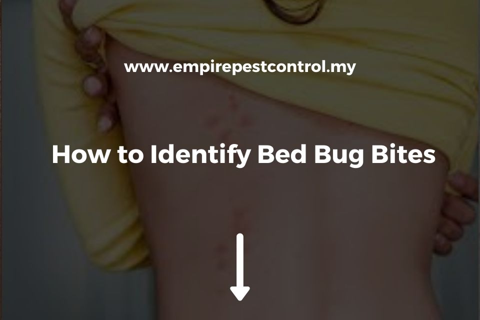 How to Identify Bed Bug Bites