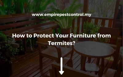 How to Protect Your Furniture from Termites?