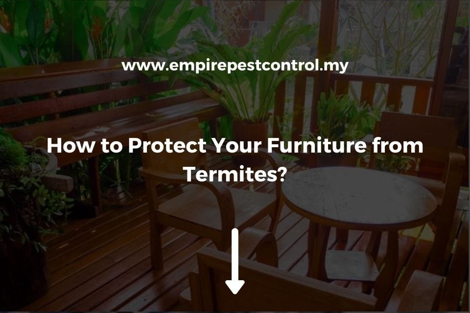 How to Protect Your Furniture from Termites?