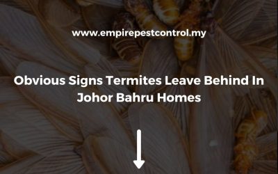 Obvious Signs Termites Leave Behind In Johor Bahru Homes